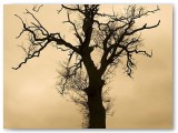 Silhouette of a bare tree against a yellow sky