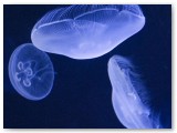 Jellyfish glowing blue in dark water