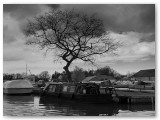 Bare tree above boats moored on a river, in black and white