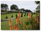 Red hot poker flowers in front of a formal garden