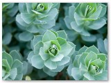 Close-up of pale green succulent rosettes